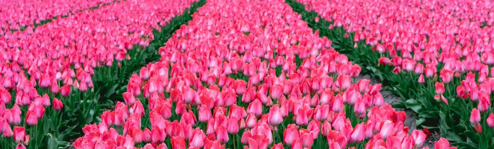 PKVW erkende slotenmaker Lisse opent deur schadevrij